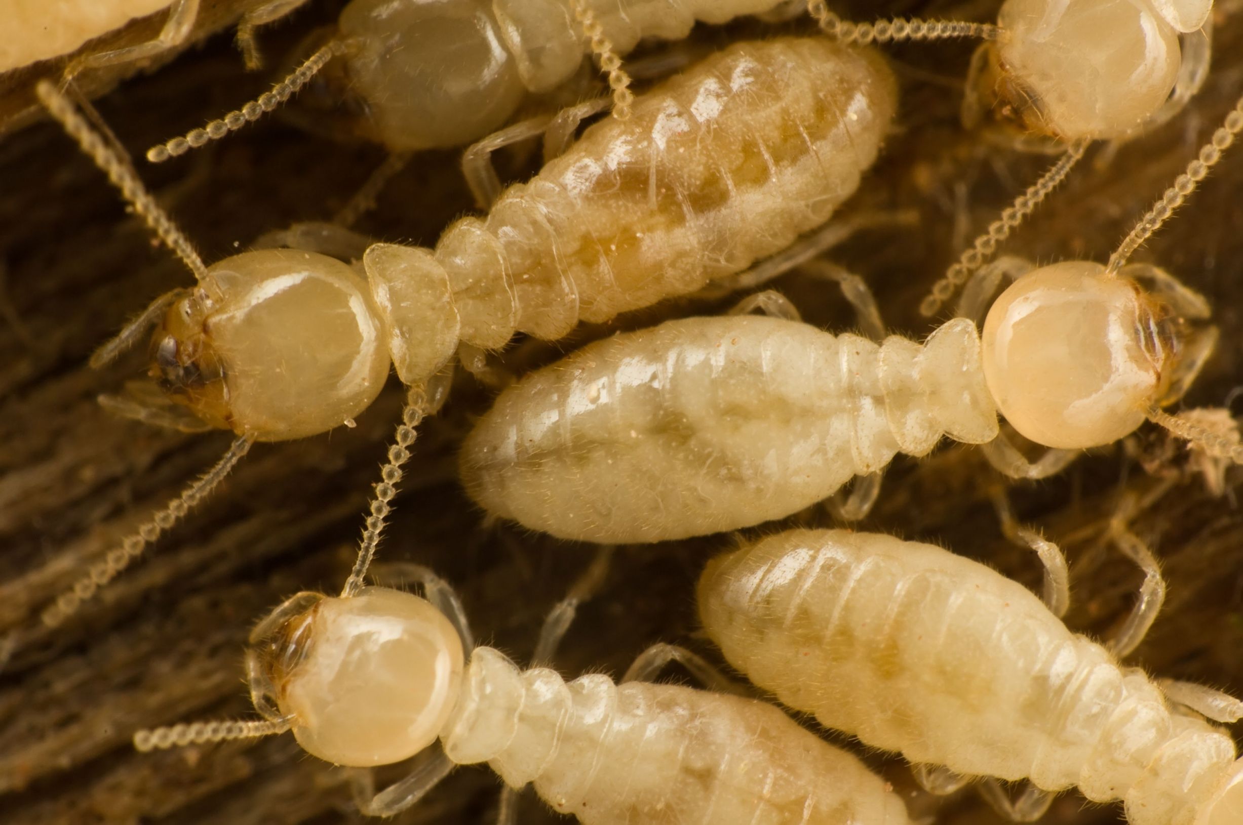 How To Carry Out Effective Termite Control In Indianapolis IN
