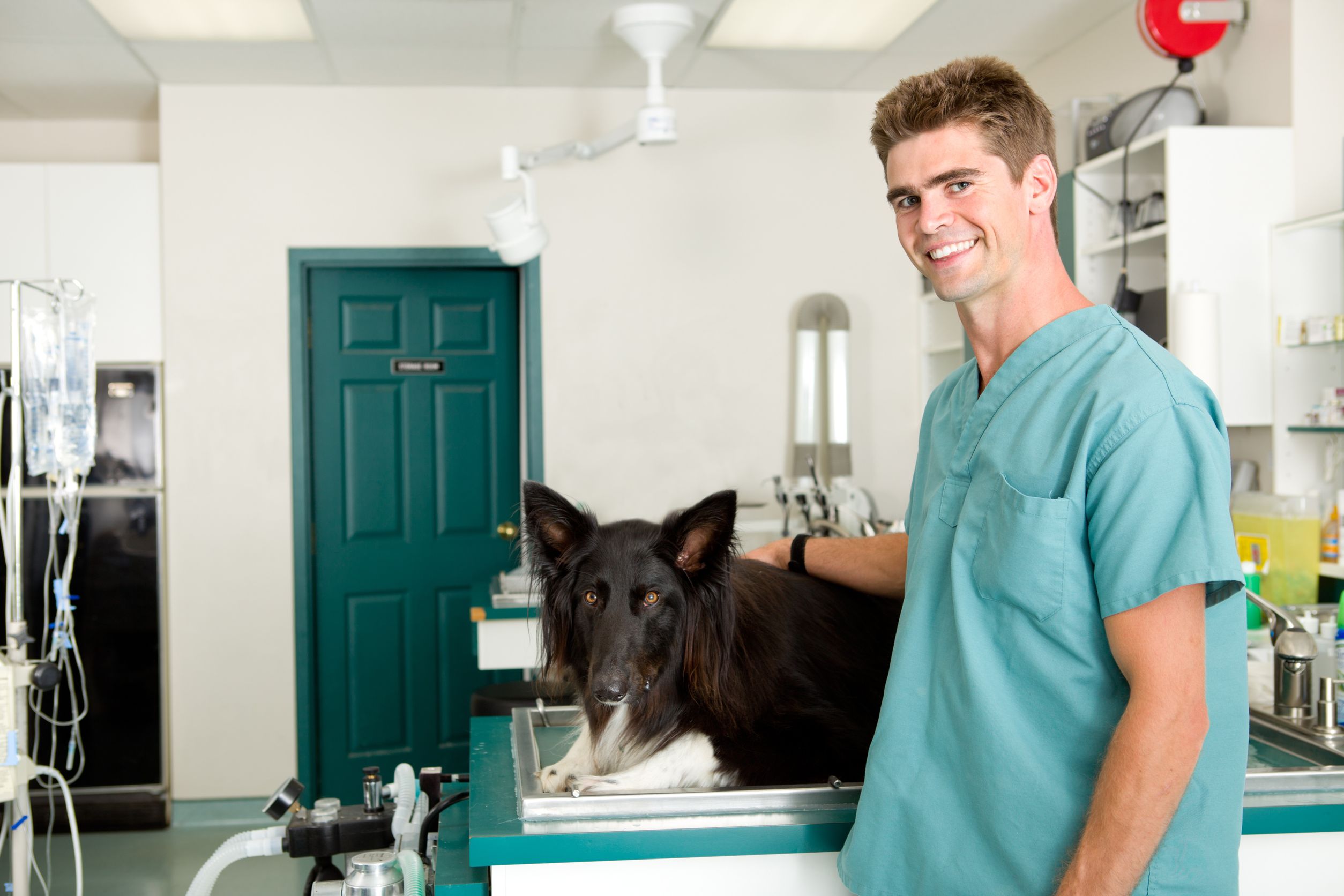 Tips for Finding a Quality Animal Hospital in Millersville