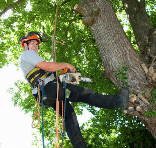 Do You Need a Tree Service in Spokane?