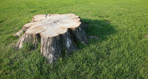 What is Stump Removal in St. Paul MN and How Does it Work?