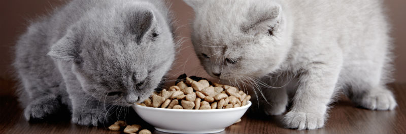 A Guide For Choosing the Right Cat Food