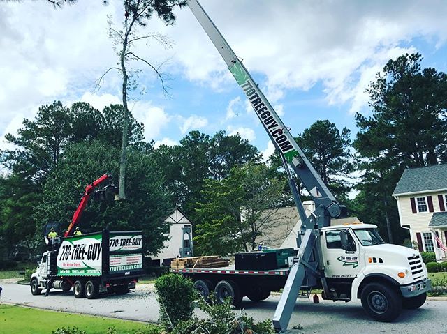 Hire a Tree Removal Company to Remove a Tree from Your Property