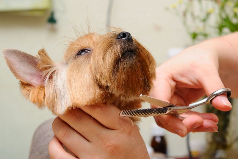 How Can I Calm My Dog Down for Grooming?