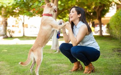 Building Better Bonds Through Dog Training Services Boca Raton FL for All Breeds
