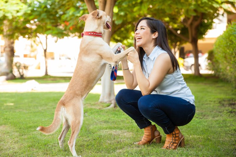 Building Better Bonds Through Dog Training Services Boca Raton FL for All Breeds