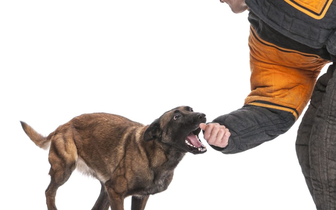 Transform Problem Behaviors with Behavioral Dog Training Tucson AZ Experts