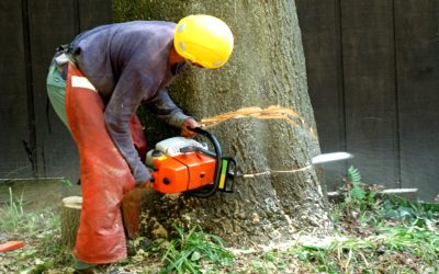 Navigating the Costs and Benefits of Tree Removal In Carson City NV