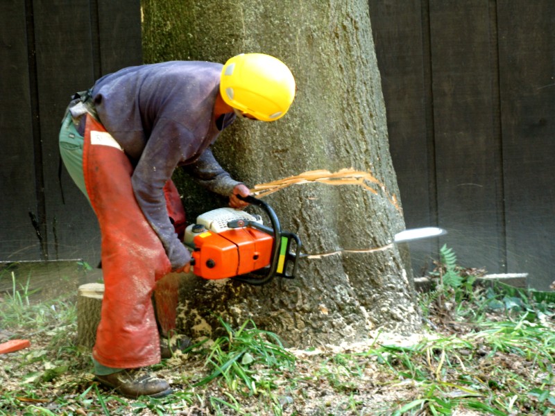 Navigating the Costs and Benefits of Tree Removal In Carson City NV