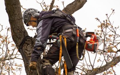 Protect Your Property Using Tree Service Thornton, CO for Safe and Efficient Removal