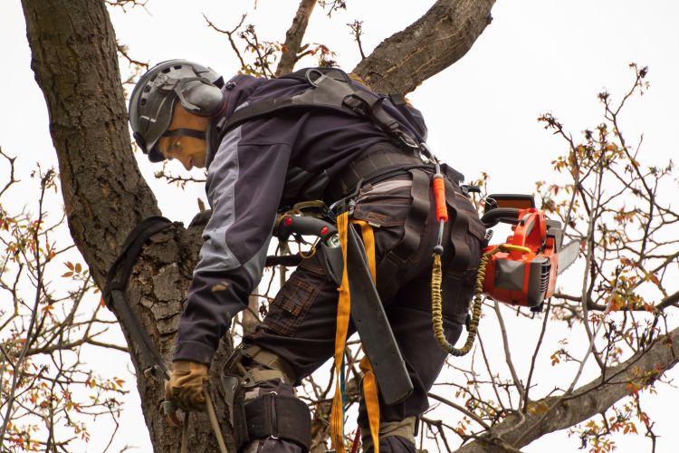 Protect Your Property Using Tree Service Thornton, CO for Safe and Efficient Removal